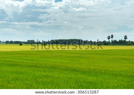 Green rice plant in thailand location is big food supply farm