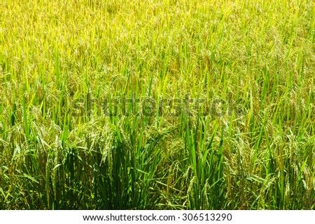 Thai rice farm is bigger food supply in the world