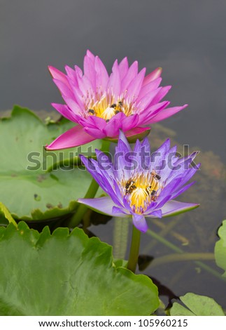 Bees Sucking Nectar On A Lotus Flower Purple And Pink Which Is Above The Water Stock Images Page Everypixel