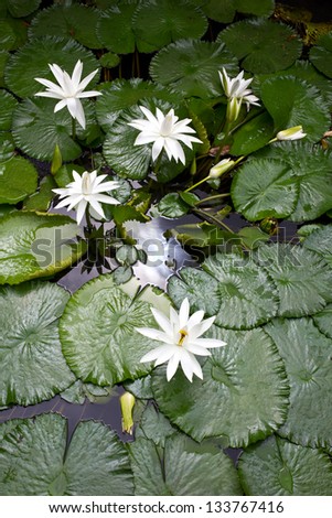 Many white lotus flowers grow in pond and died.