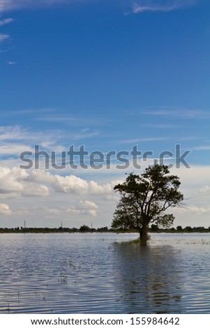 Single tree alone in the midst of the waters under cloudy sky