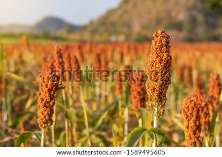 The view is that many sorghum fields that are ripe red are waiting to be harvested during the winter for animal feed, commonly found in the rural highlands of Thailand. Сток-фото © 