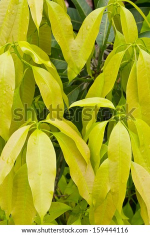 Many leaves of the mango tree with light green leaves and dark green leaves mixed.