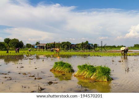 Thailand rice farmers planting rice in the paddy fields with water.