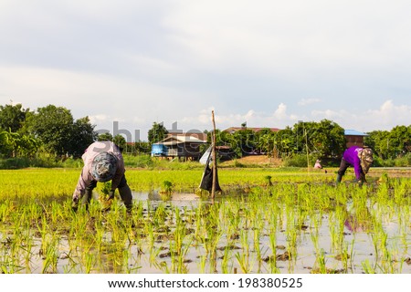 Thailand rice farmers planting rice in the paddy fields with water