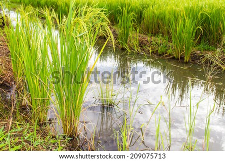 Green rice plants growing in different from the water side berms