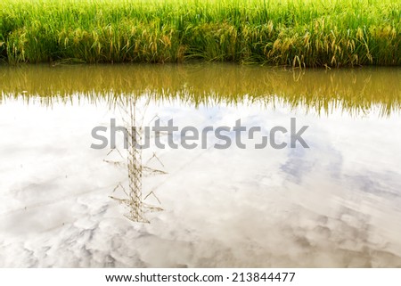 Low angle reflection water in rice farming in Thailand.