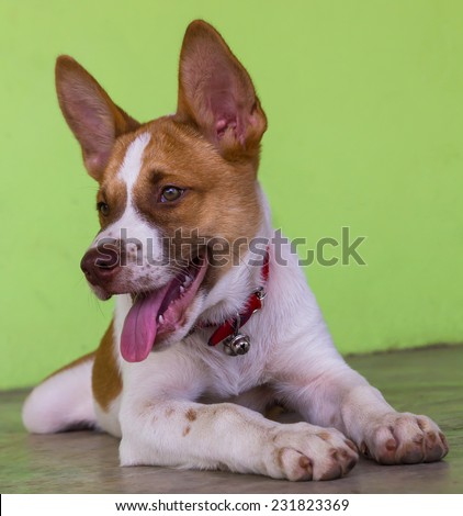 Thailand, white, brown dog lying on the concrete wall of green.