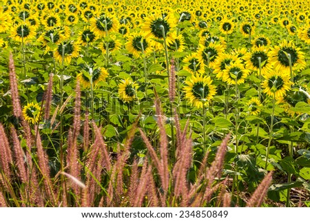 Flower of grass and sunflowers are facing the light and back to us.