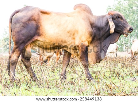 Close-side black and brown cow grazing in a field with its drought.