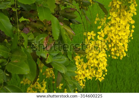 Golden Shower Tree, flowering laburnum with its leaves, which are green rice was staged.