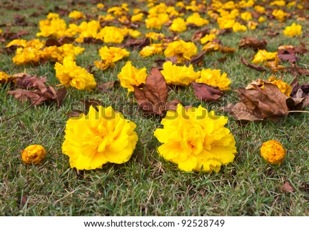 Yellow flowers. Yellow flowers that fell on the grass nicely.