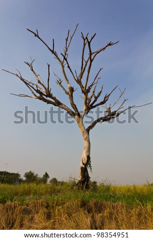 Dead trees and dry. Dead trees and dry are rice farmers in Thailand.