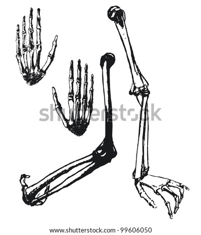 Hand Drawn Humerus, Ulna And Hand Bones Stock Vector Illustration ...