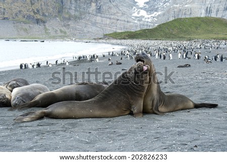 Elephant seals fighting or playing, South Georgia, Antarctica