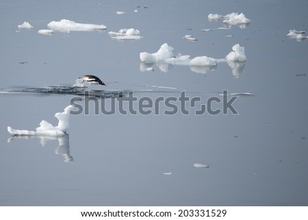 Gentoo penguin swimming and jumping in ocean, mirrored, Antarctica