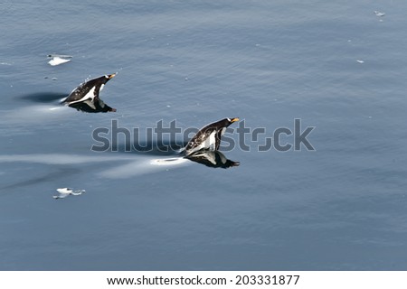 Gentoo penguins swimming and jumping in ocean, mirrored, Antarctica