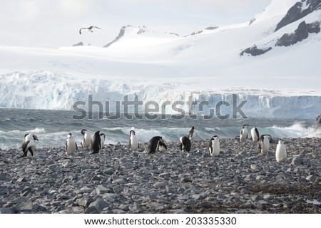 Group of chinstrap penguins walking on snow, Half Moon Bay, Antarctica