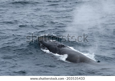 Fin Whale, Antarctica
