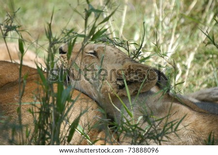 A young lion cub lying in the sun and enjoying the day