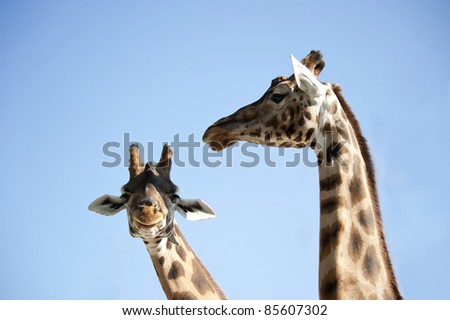 Two giraffe portraits, one staring in camera