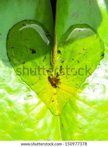 Heart shape water drop on lotus leaf