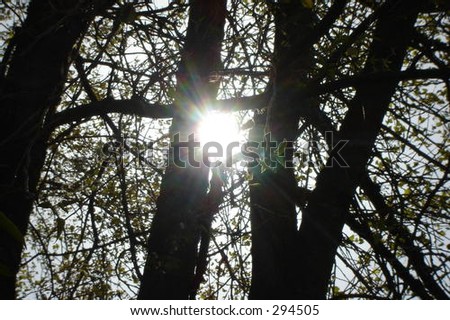 The sun shining colorfully through black winter branches.