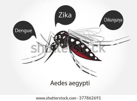 Aedes Aegypti Mosquito Vector. Dengue Zica Chikungunya - 377862691 ...