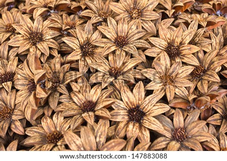 Dried flowers for decoration.