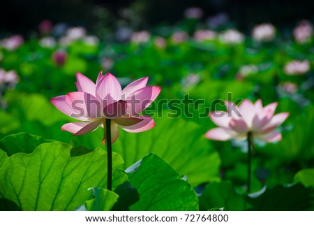 pink lotus flower blooming at summer.East asia people like this flower.