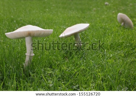 White Mushrooms on Lawn. White mushrooms grow on a lawn after a rain.