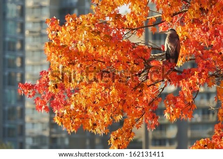 Great Blue Heron in Autumn Tree, Vancouver. A Great Blue Heron perches in a colorful tree in downtown Vancouver. British Columbia, Canada.
