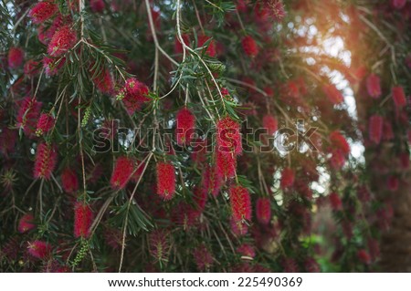Bottle brush tree/Beauty exotic red flower of bottle brush tree. Callistemon.