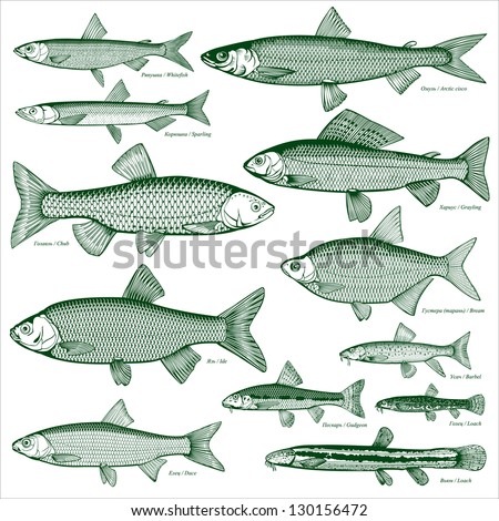 Fish freshwater vector 3. Types freshwater fish. Silhouettes of fish. Isolated-background objects. Vector illustration.