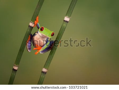 Funny looking Red eyed tree frog (Agalychnis Callidryas) hanging around