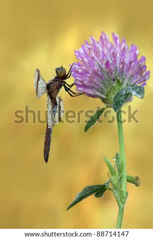 A banded darter (Sympetrum pedemontanum) hanging on a flower with a beautiful background