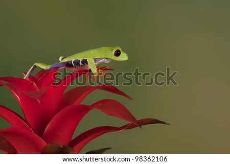 Red-eyed Tree Frog (Agalychnis Callidryas) sitting on a Bromelia