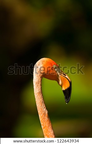 In the zoo this flamingo pay attention to the people