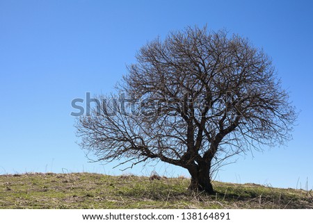 One tree in spring against the blue sky