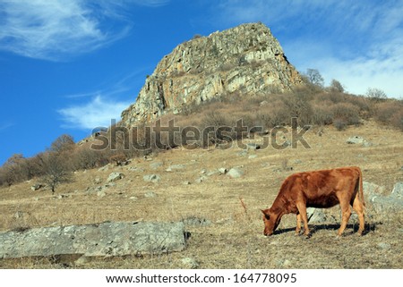 Cow on a mountain pasture, Russia