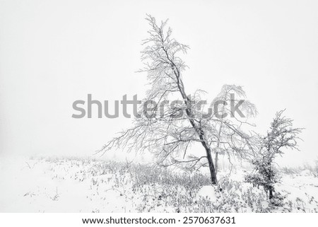 Image, Stock Photo Lonely beech tree on limestone cliffs, threatening clouds in the background. Urbasa, Navarra, Spain