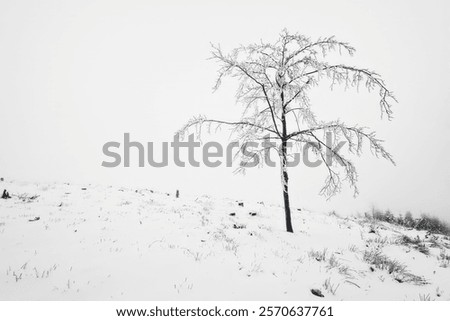 Similar – Image, Stock Photo Lonely beech tree on limestone cliffs, threatening clouds in the background. Urbasa, Navarra, Spain