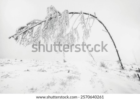 Similar – Image, Stock Photo Lonely beech tree on limestone cliffs, threatening clouds in the background. Urbasa, Navarra, Spain