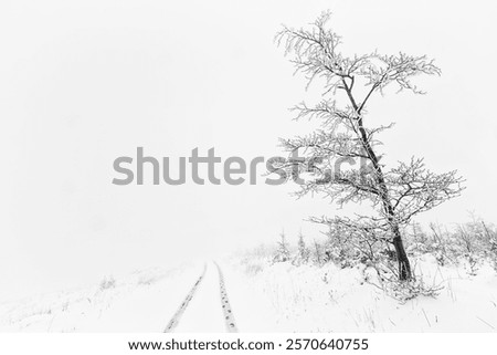 Similar – Image, Stock Photo Lonely beech tree on limestone cliffs, threatening clouds in the background. Urbasa, Navarra, Spain