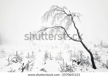 Similar – Image, Stock Photo Lonely beech tree on limestone cliffs, threatening clouds in the background. Urbasa, Navarra, Spain