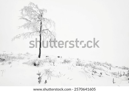 Similar – Image, Stock Photo Lonely beech tree on limestone cliffs, threatening clouds in the background. Urbasa, Navarra, Spain