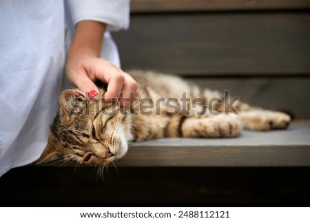 Similar – Image, Stock Photo House cat in his basket