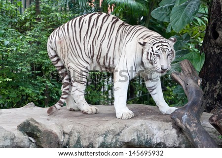 White Tiger Walking