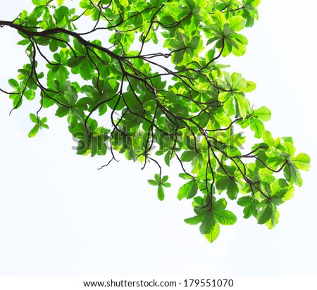 Green leaves background or Tropical almond or Bengal almond