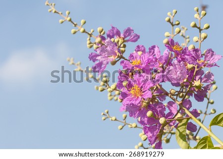 Lagerstroemia floribunda flower, Purple flower with sky